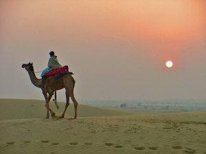 Sunset Camel ride in the desert 
